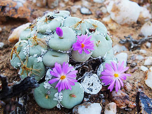 Knopies are one of the remarkable types of plant found in the Knersvlakte. Knopies - one of the types of plant found in the Knersvlakte