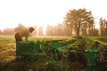 Green crates