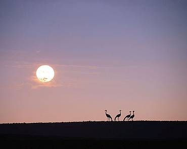 Blue cranes