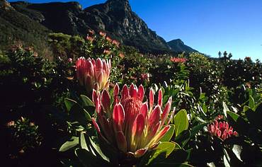 Proteas