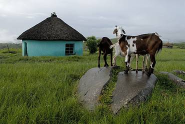 Goats and xhosa kraal