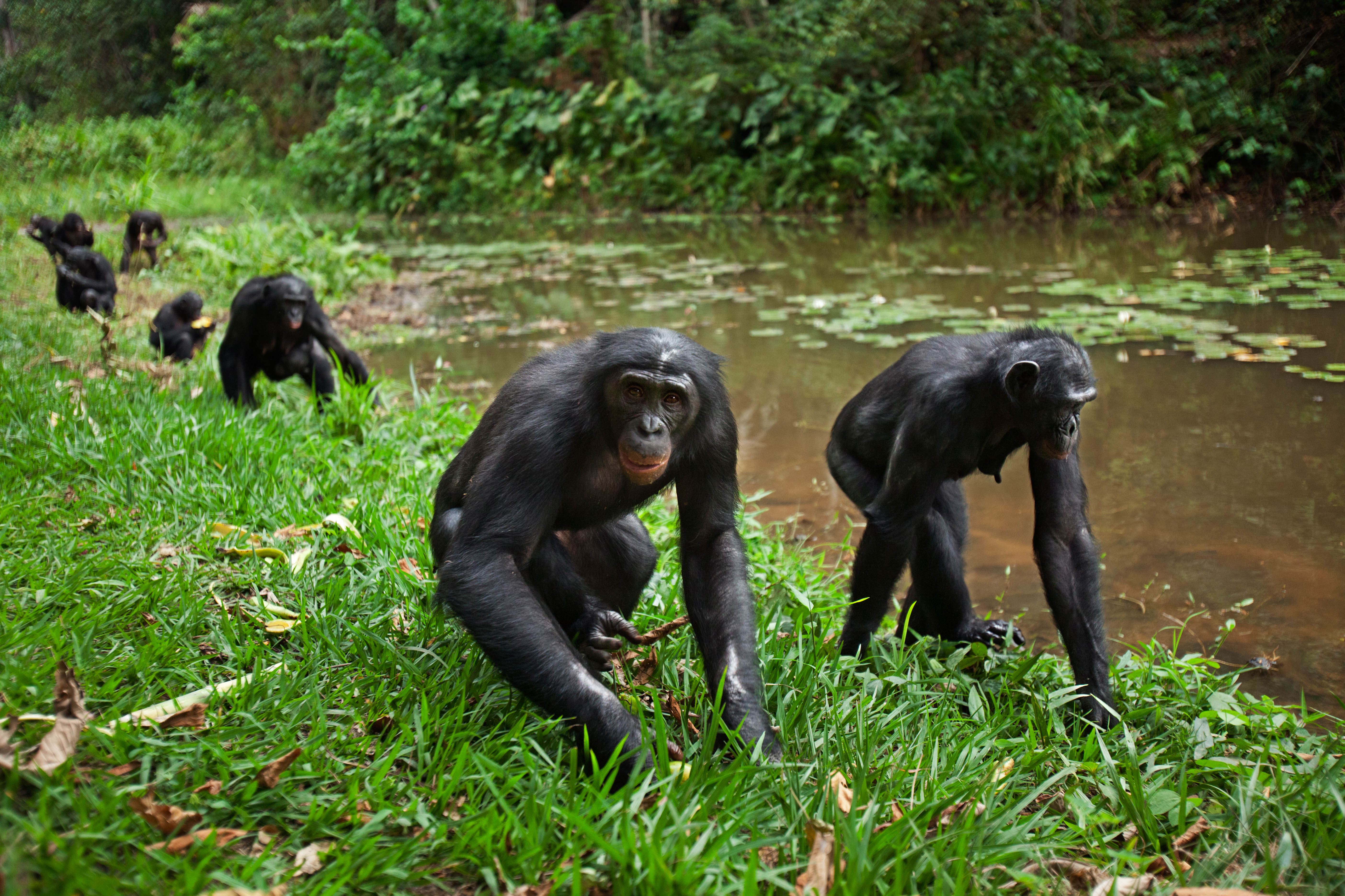 Bonobos Holding On In Central Africa s Largest Rainforest National Park 