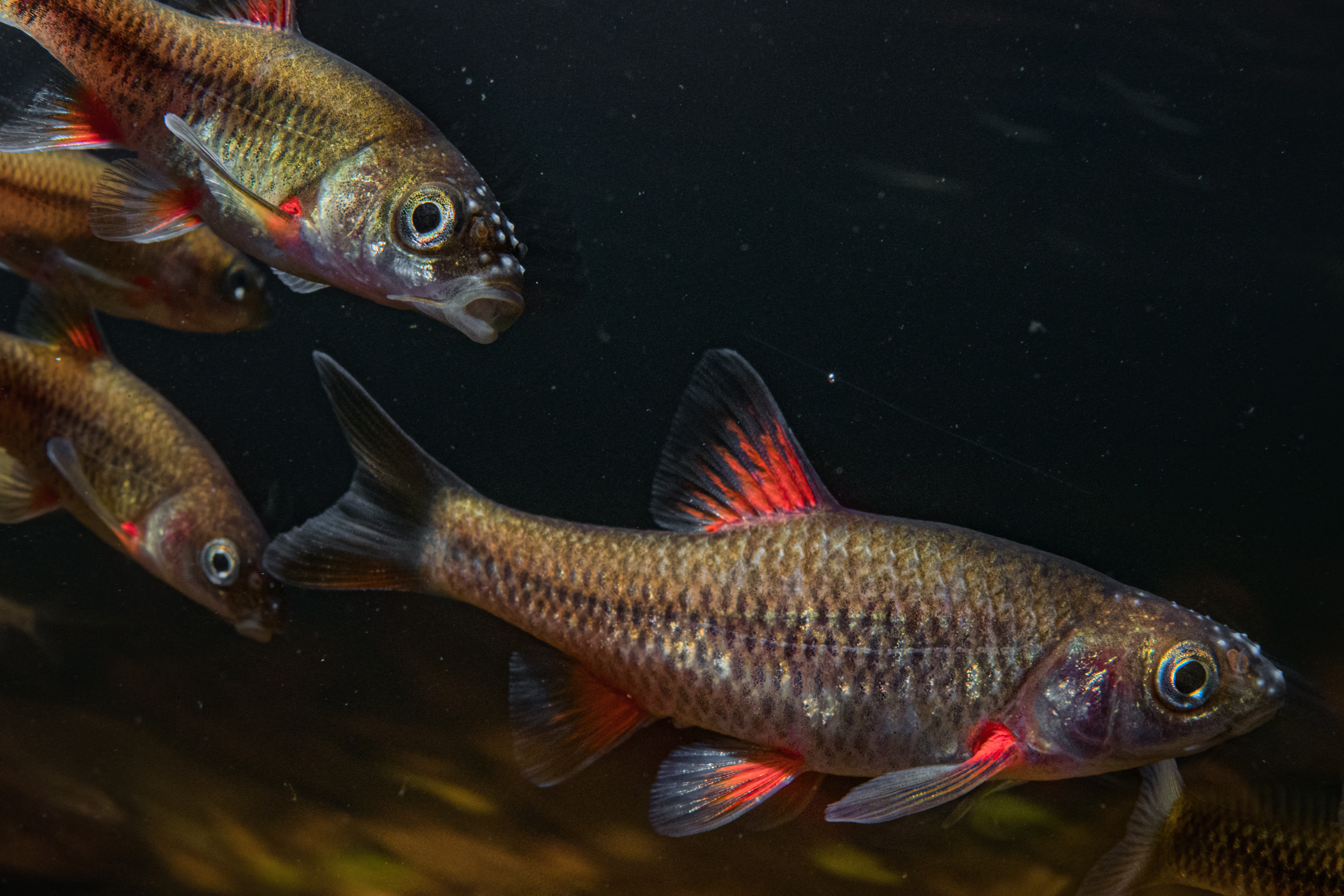 Gamtoos River redfin (Pseudobarbus swartzi) – 